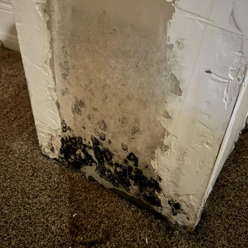 Professional Mold Removal in Blades, DE